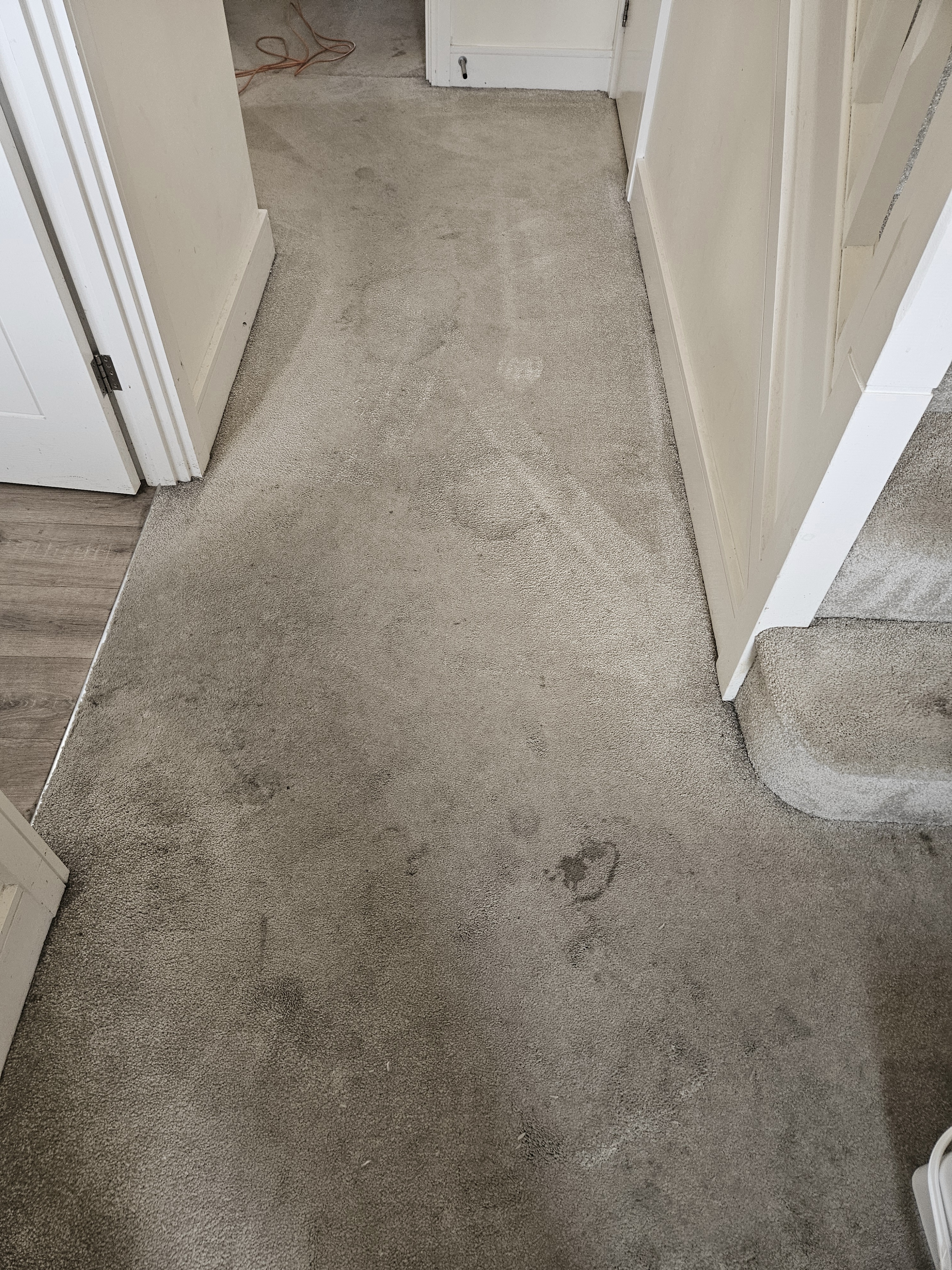 Carpet before cleaning - pet accident stains